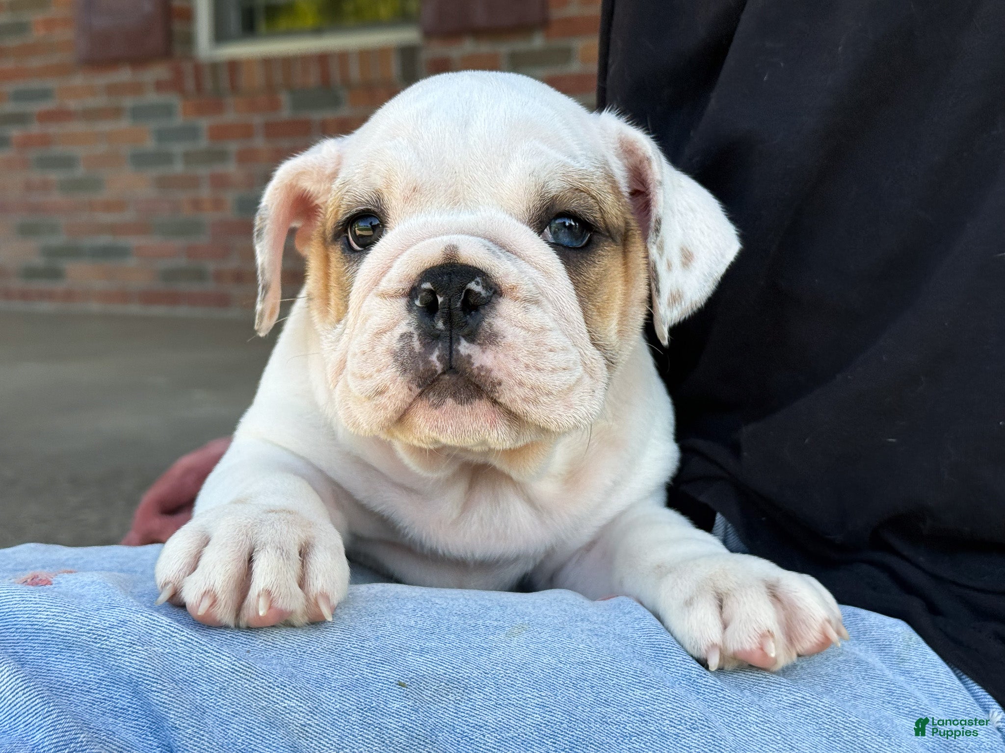 English Bulldog dogs Oliver - Ad 1