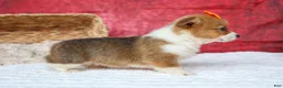 Welsh Corgi Pembroke dogs for sale: Audrey🦴  - Ad 17