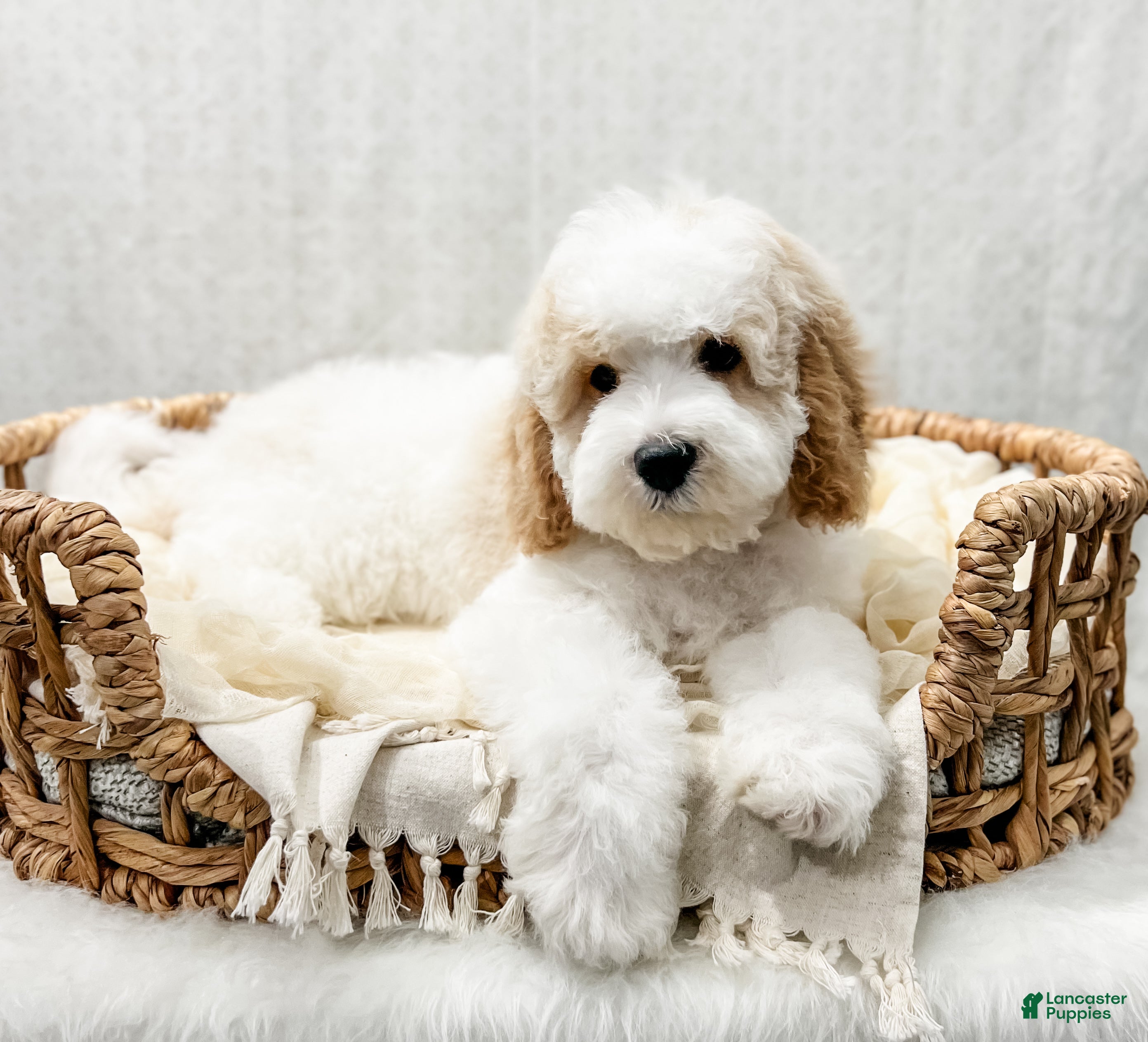 Cavapoo dogs Rye - Ad 1