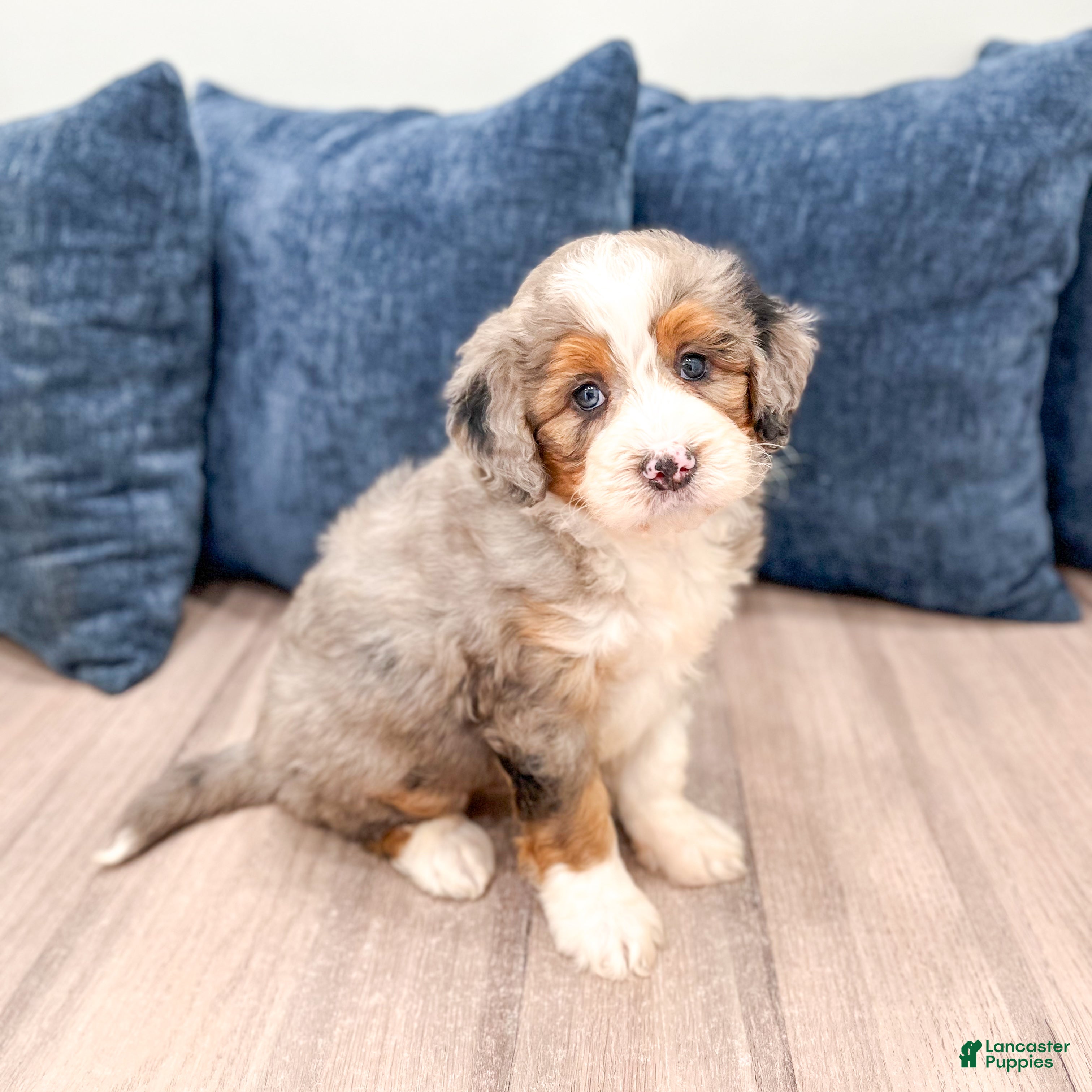 Mini Bernedoodle dogs for sale: Walter - Ad 1