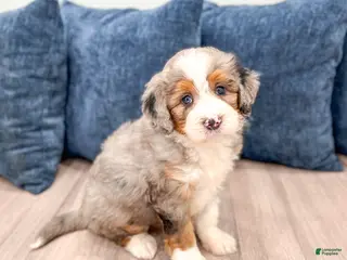 Mini Bernedoodle dogs for sale: Walter - Ad 1