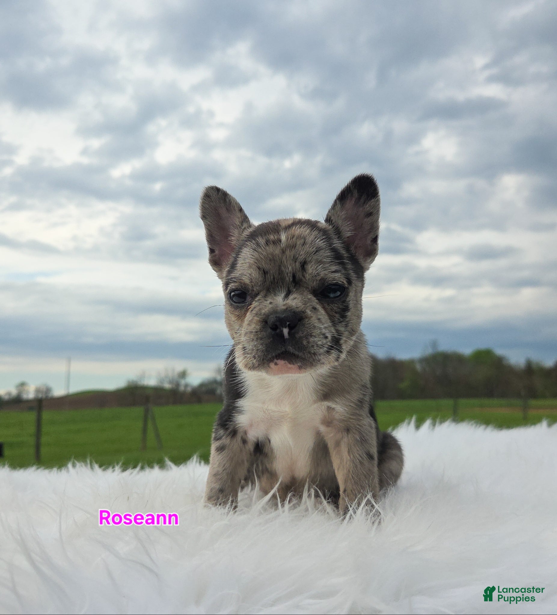 Frenchton dogs Roseann - Ad 2