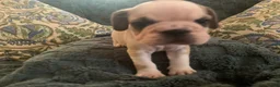 Frug dogs for sale: Coon - Ad 2