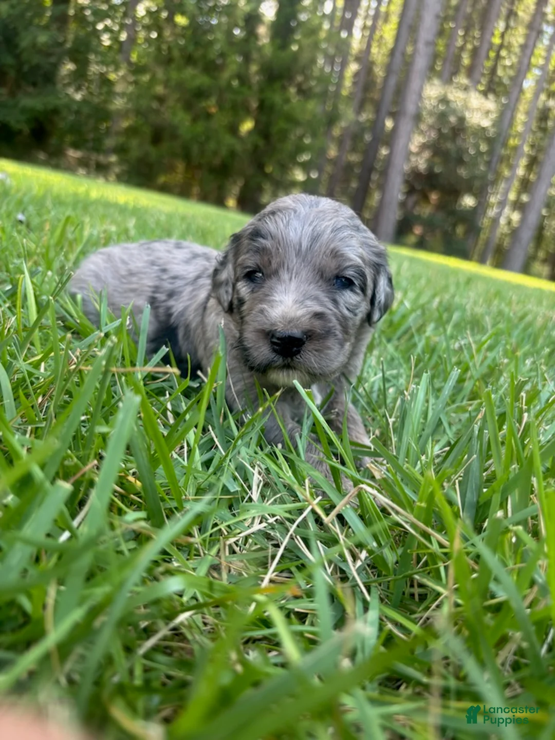 Goldendoodle dogs for sale: Polly - Ad 4