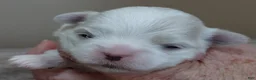 Maltese dogs for sale: Indi girl - Ad 6