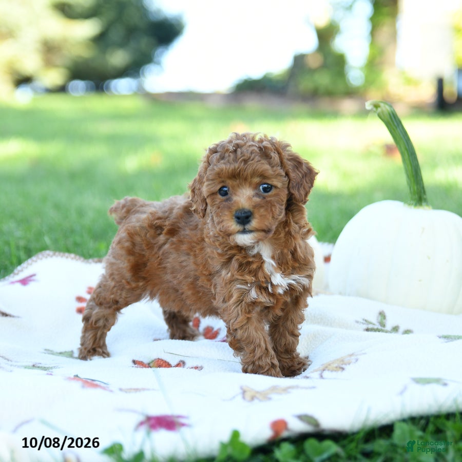 Toy Poodle dogs Chia  - Ad 1