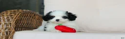 Cavapoo dogs for sale: Brady - Ad 13