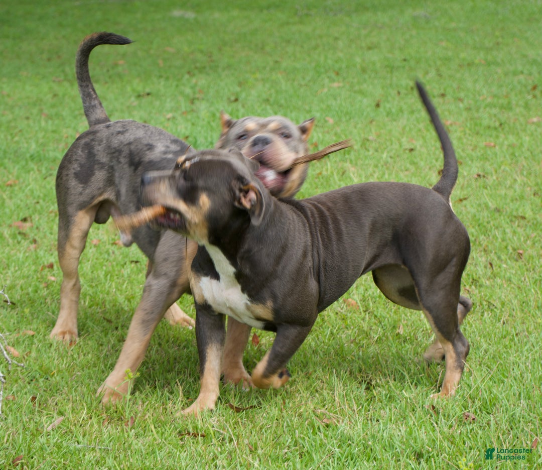 Blue Nose Tri Color American Pitbull Terrier For Sale American