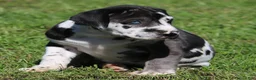 Great Dane dogs for sale: Emily - Ad 5