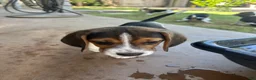 Beagle dogs for sale: Rojo - Ad 4