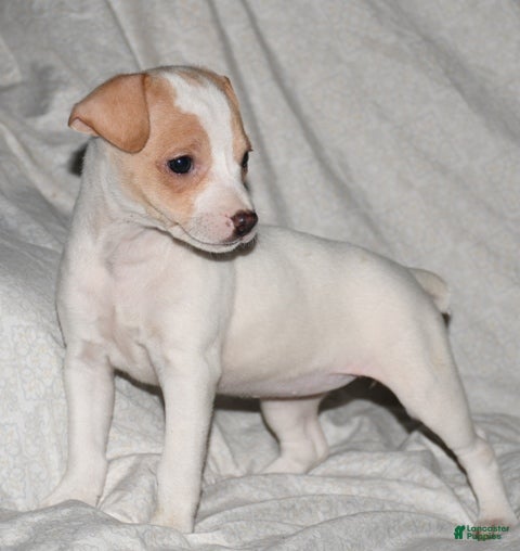 Rat Terrier dogs Mavis - Ad 3