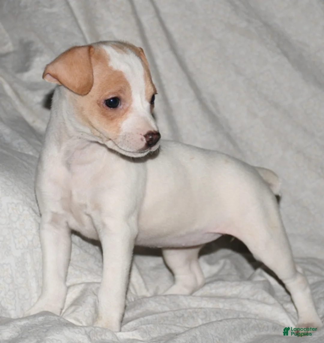 Rat Terrier dogs for sale: Mavis - Ad 1
