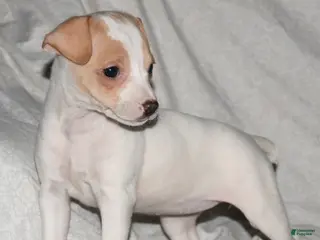 Rat Terrier dogs Mavis - Ad 4