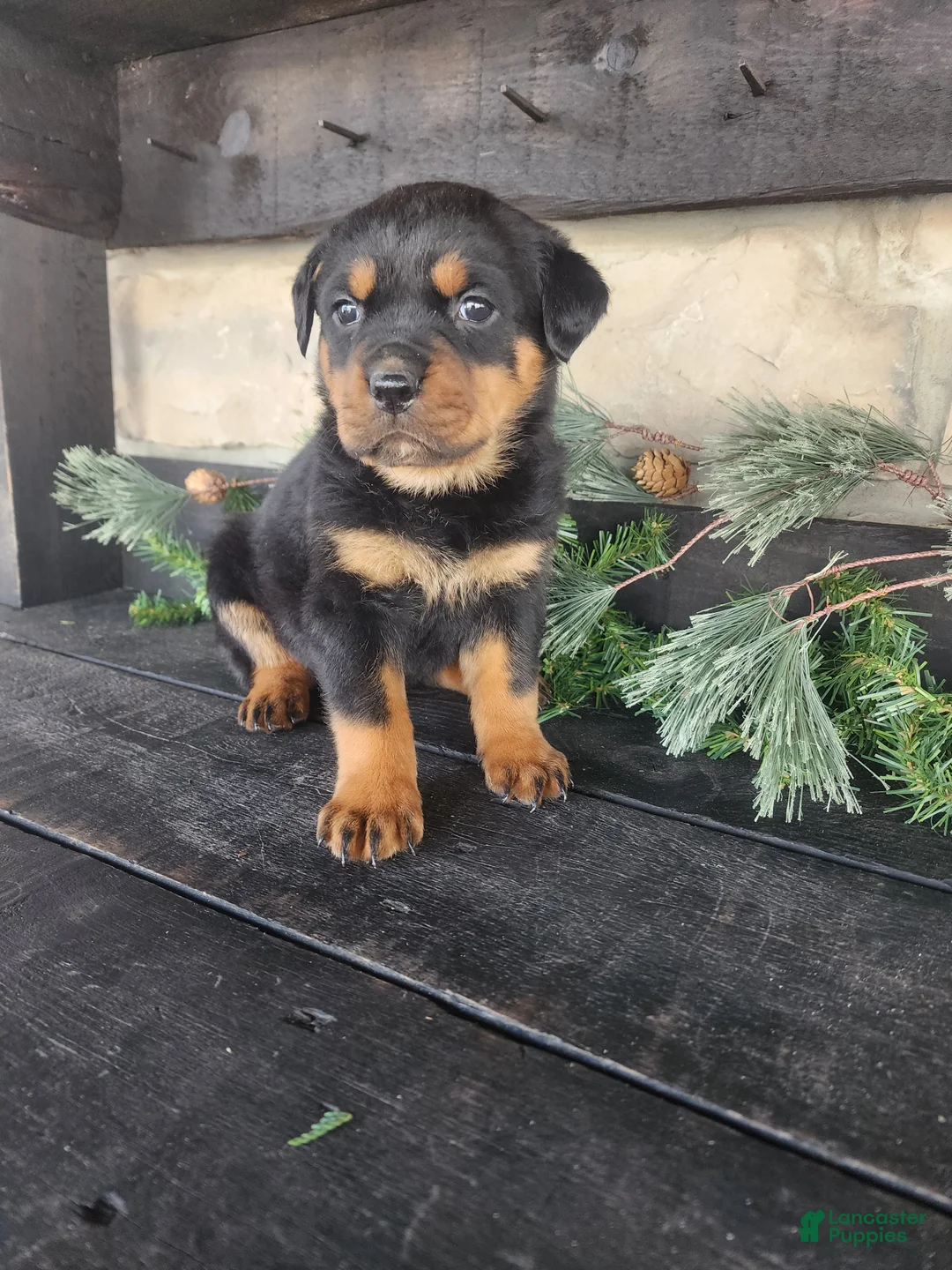 Rottweiler dogs for sale: Bailey  - Ad 3