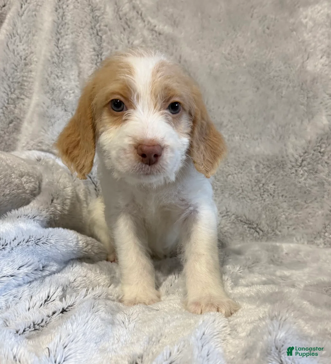 Mixed Breed dogs for sale: Alex - Ad 5