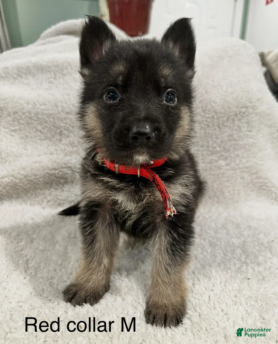 German Shepherd dogs for sale: German Shepherd Puppy 3 - Ad 1