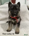 German Shepherd Puppy 3