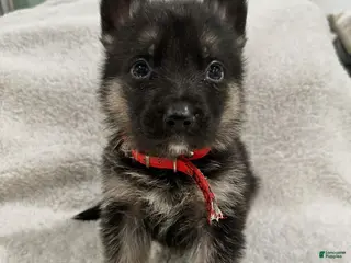 German Shepherd dogs German Shepherd Puppy 3 - Ad 23