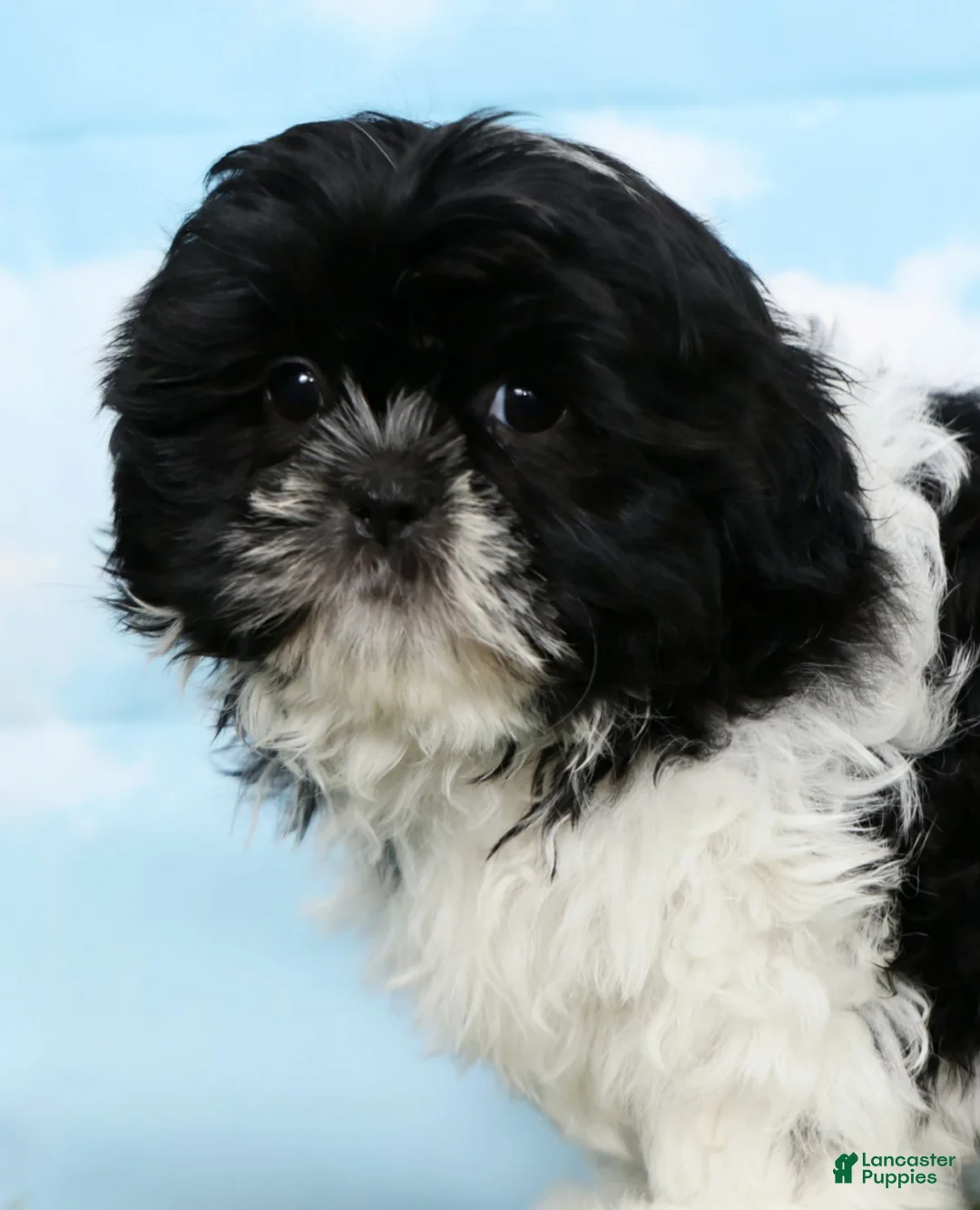 Shih Tzu dogs for sale: Stella - Ad 6