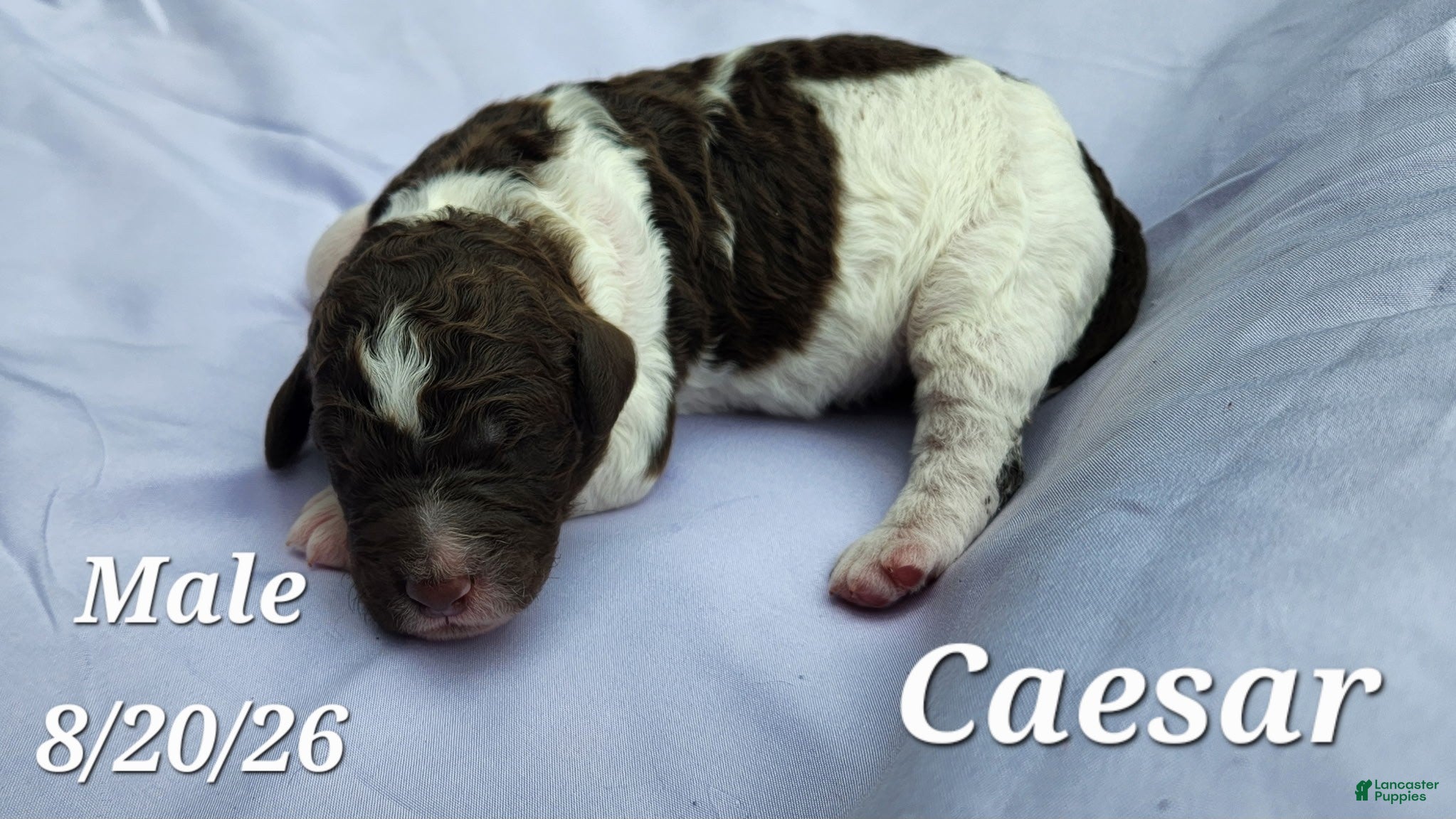 Labradoodle dogs Caesar - Ad 1