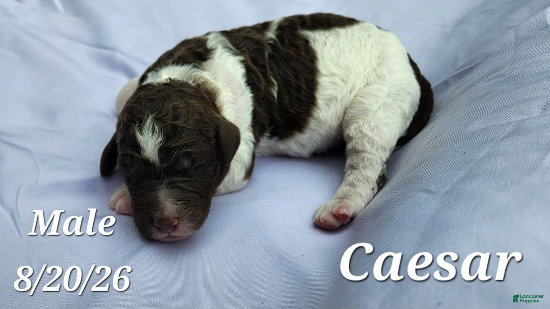 Labradoodle dogs for sale: Caesar - Ad 1