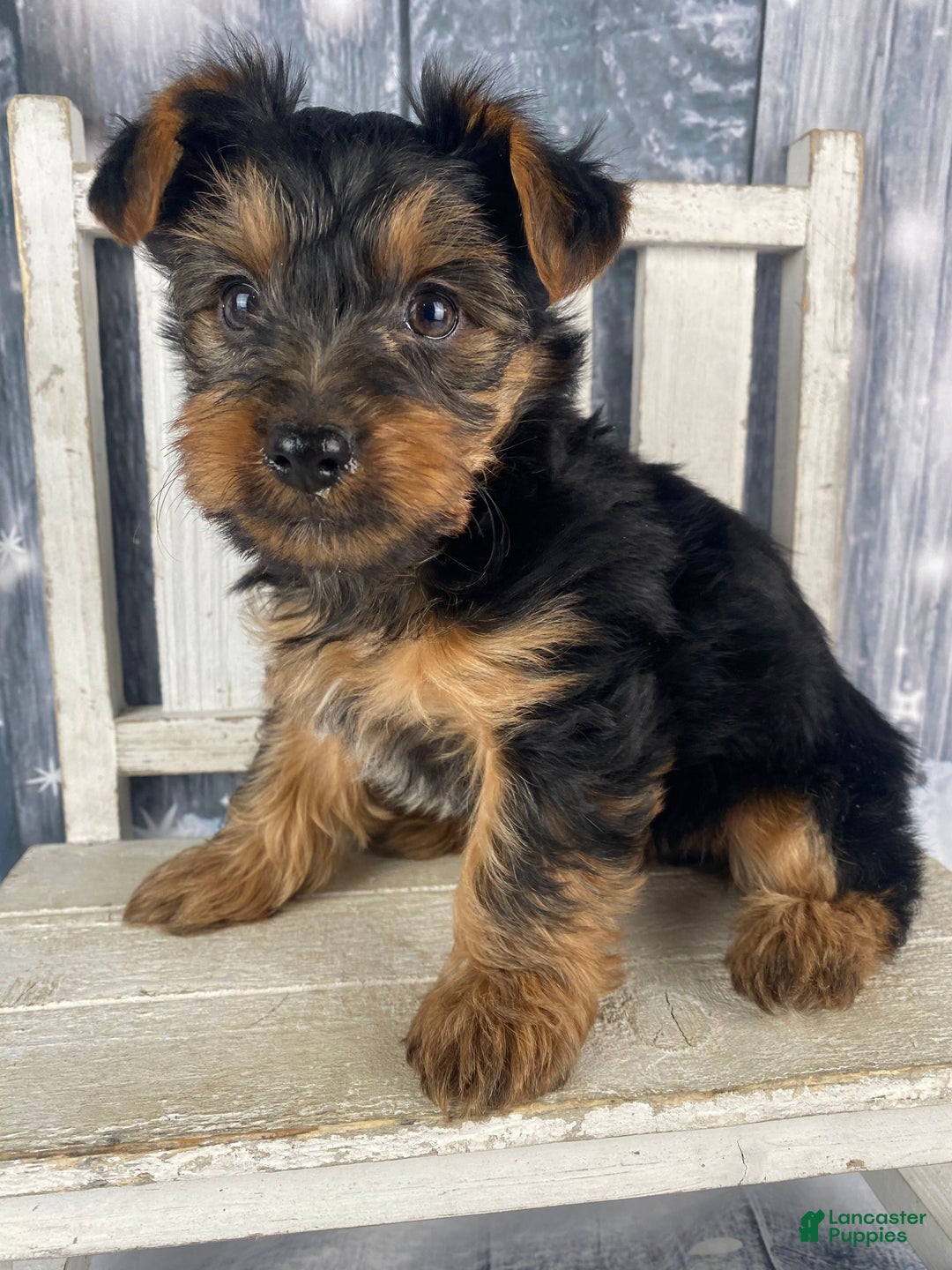 Yorkshire Terrier dogs for sale: Mason - Ad 3