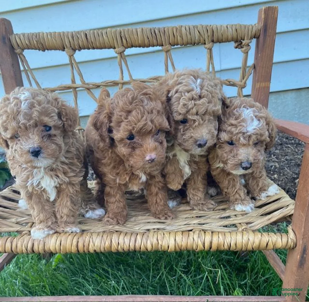 Toy Poodle dogs for sale: Felix - Ad 6