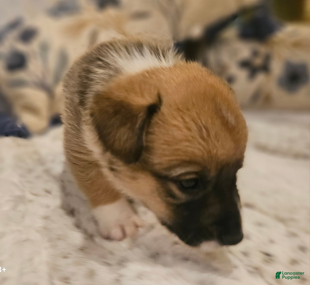 Mixed Breed dogs for sale: Rocky Balboa - Ad 14