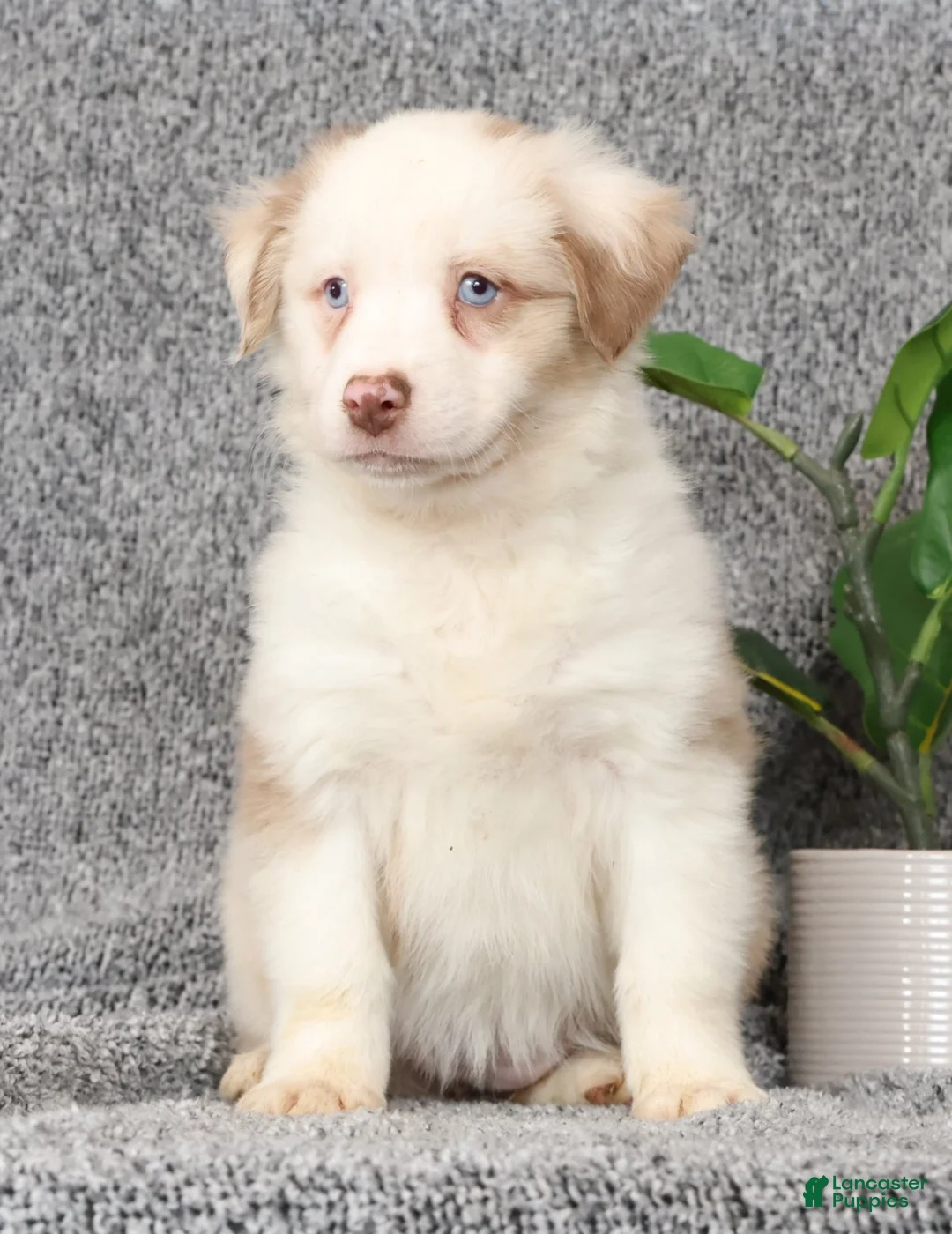 Miniature Australian Shepherd dogs for sale: Cleo - Ad 2