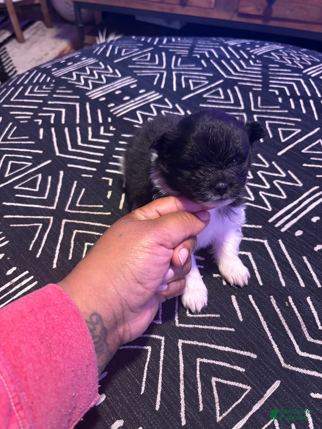 Pomeranian dogs for sale: Champ - Ad 2