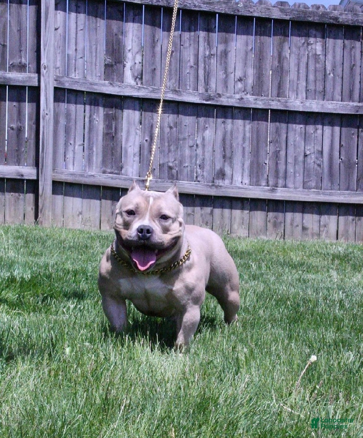 American Bully dogs American Bully adult female - Ad 21