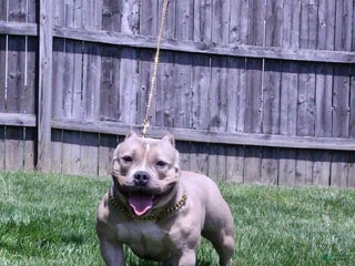 American Bully dogs American Bully adult female - Ad 41