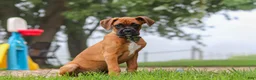 Boxer dogs for sale: Russell - Ad 4