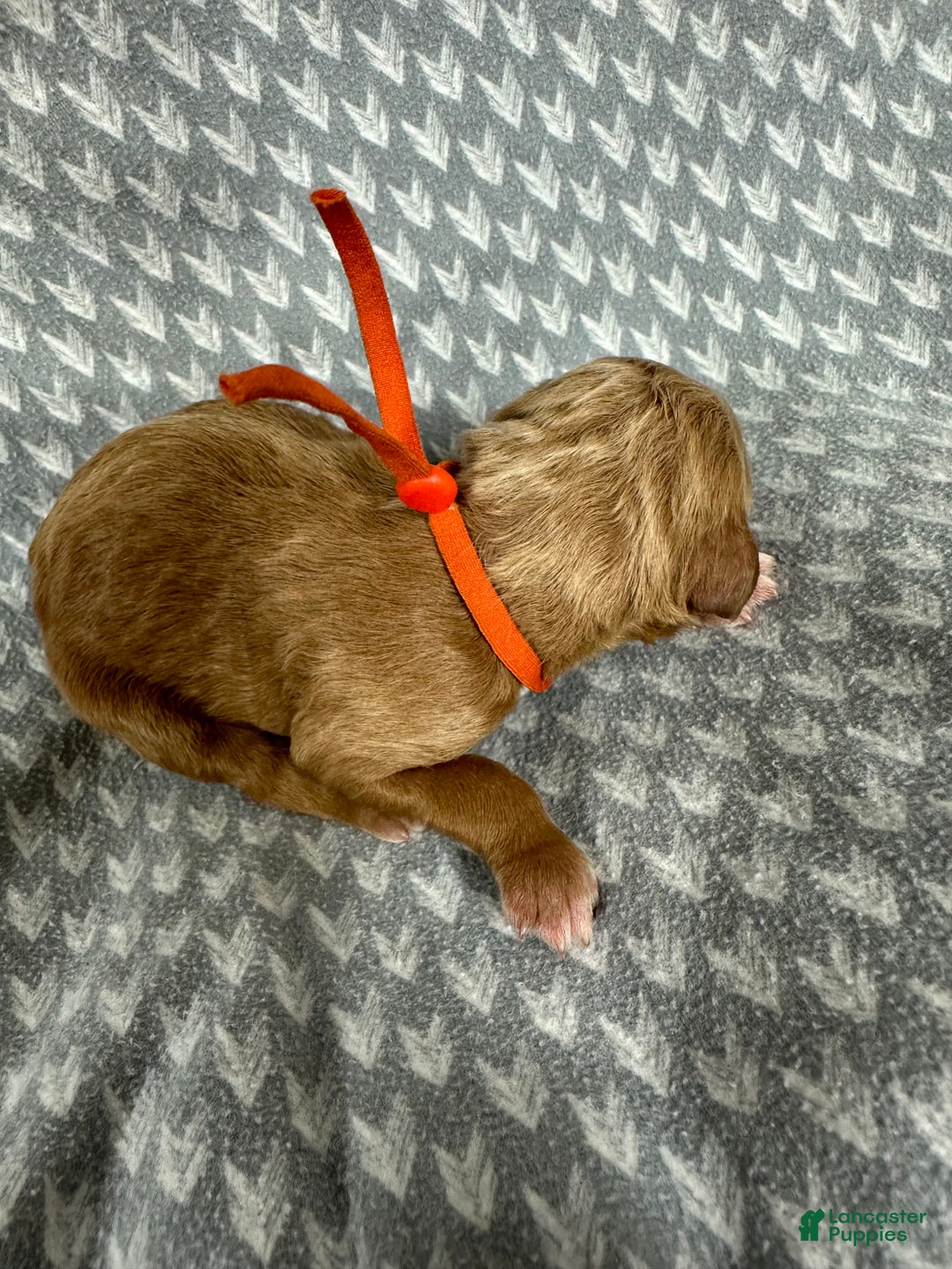 Goldendoodle dogs for sale: Orange - Ad 3