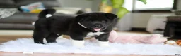Akita dogs for sale: Champ - Ad 1