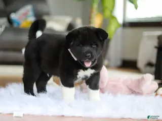 Akita dogs for sale: Champ - Ad 3