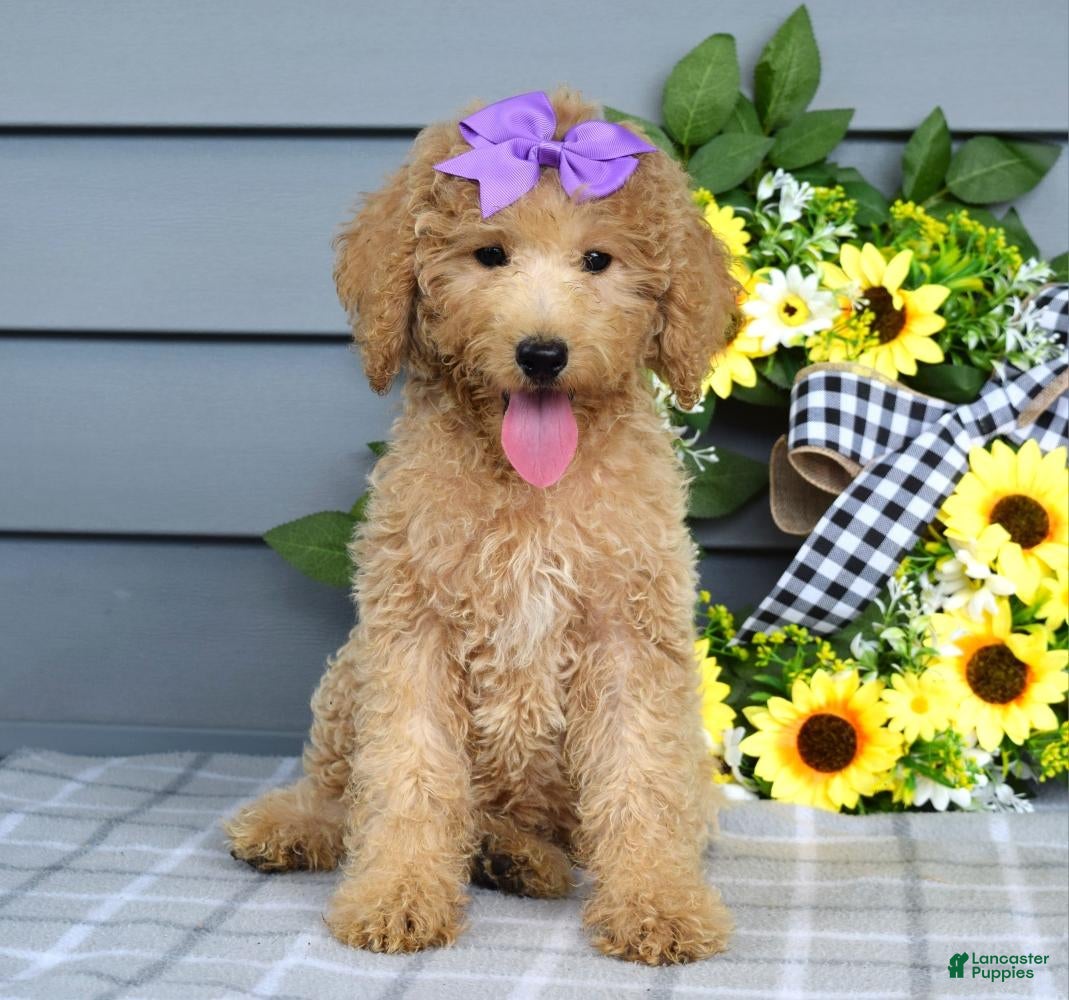 Goldendoodle dogs Flora - Ad 2