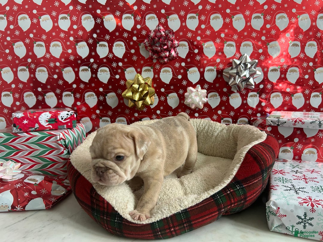 English Bulldog dogs for sale: River - Ad 1