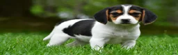 Beagle dogs for sale: Bee - Ad 13