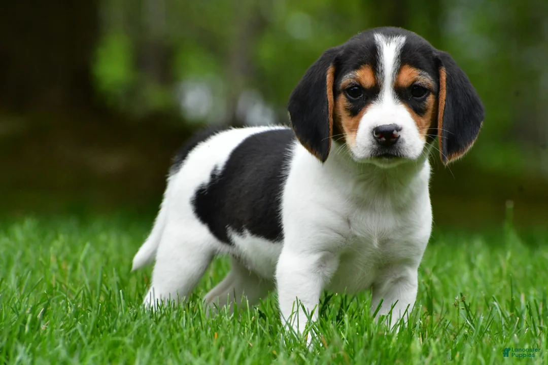 Beagle dogs for sale: Bee - Ad 13