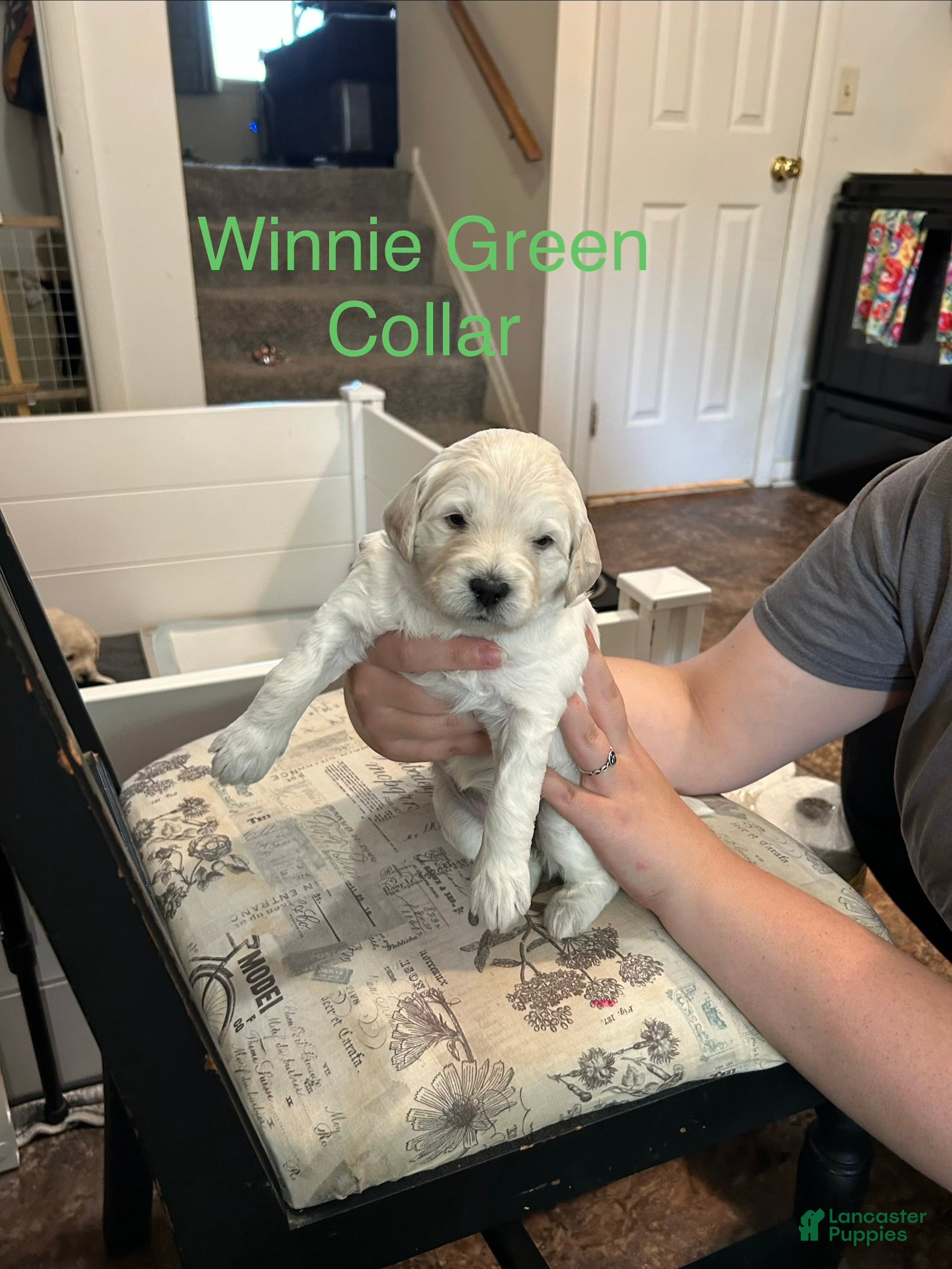Goldendoodle dogs Winnie Green Female Goldendoodle  - Ad 3