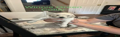 Winnie Green Female Goldendoodle 