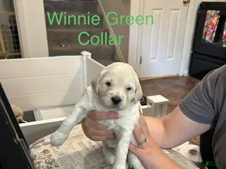 Goldendoodle dogs Winnie Green Female Goldendoodle - Ad 12