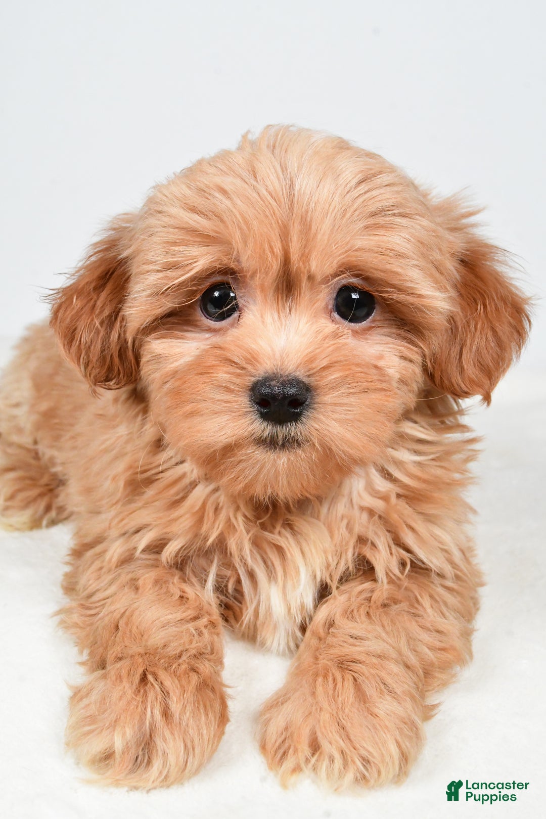 Shihpoo dogs for sale: Jasper - Ad 4