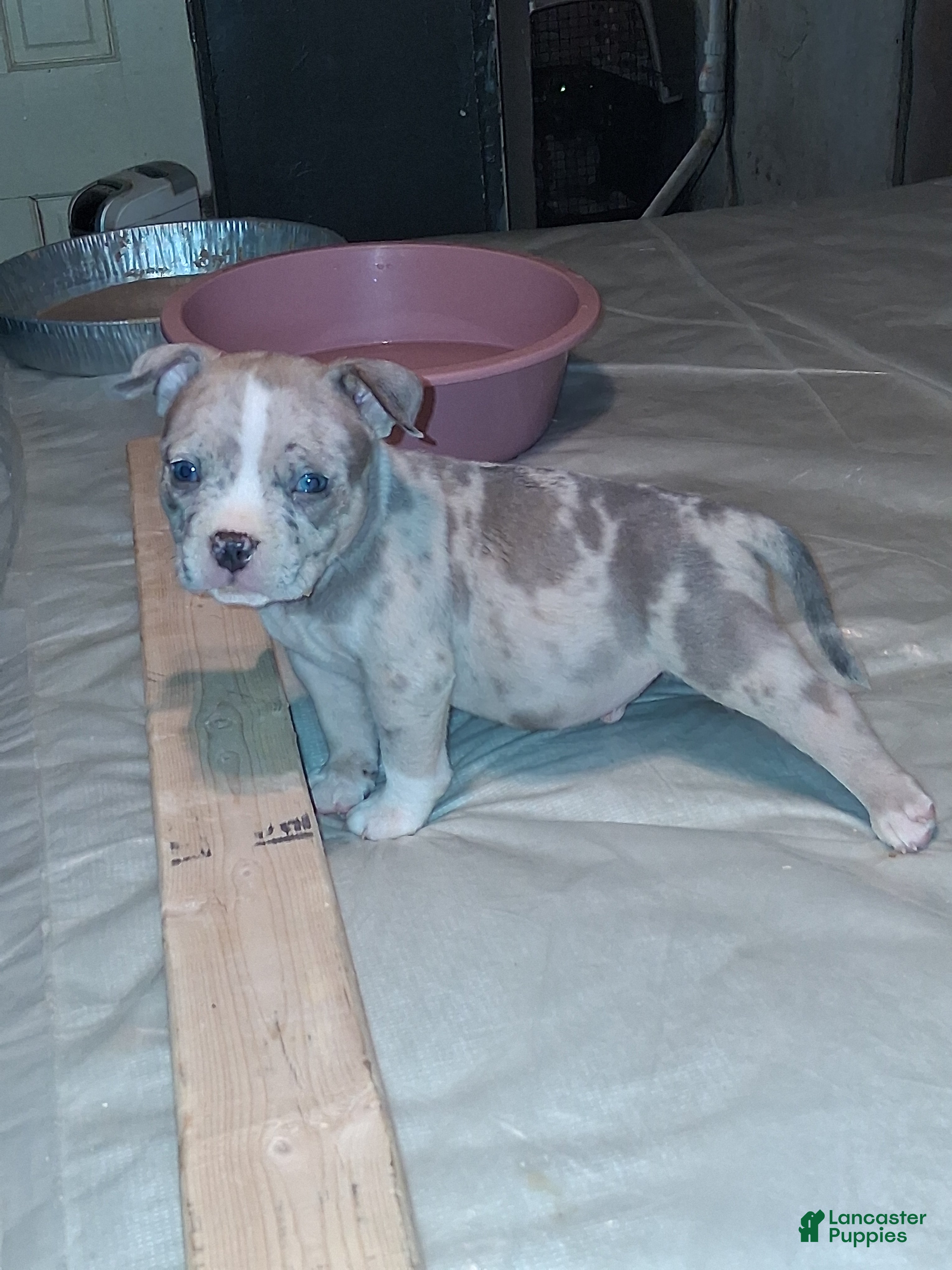 American Bully dogs American Bully 3 - Ad 12