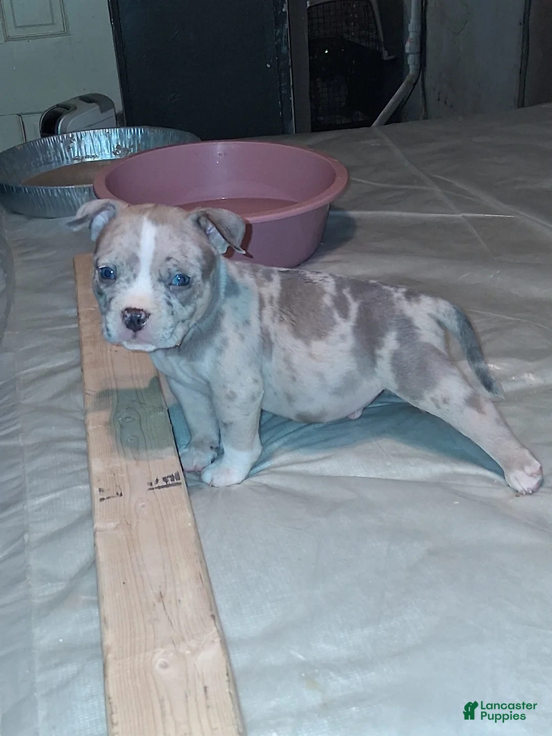 American Bully dogs for sale: American Bully 3 - Ad 1
