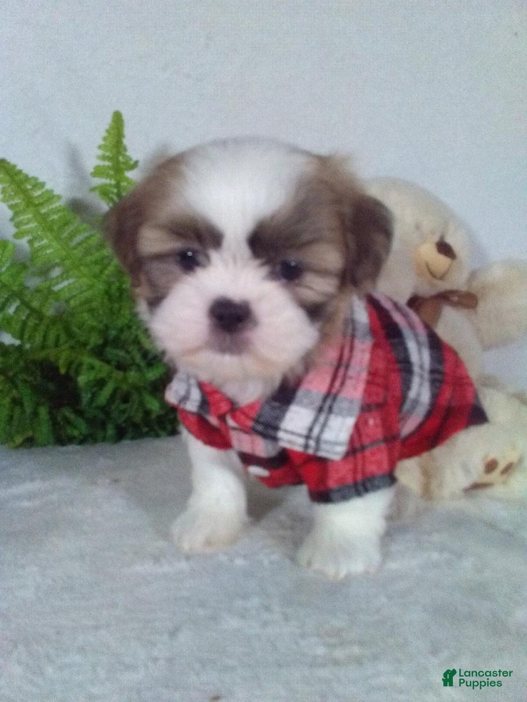 Shih Tzu dogs for sale: Chewy - Ad 3