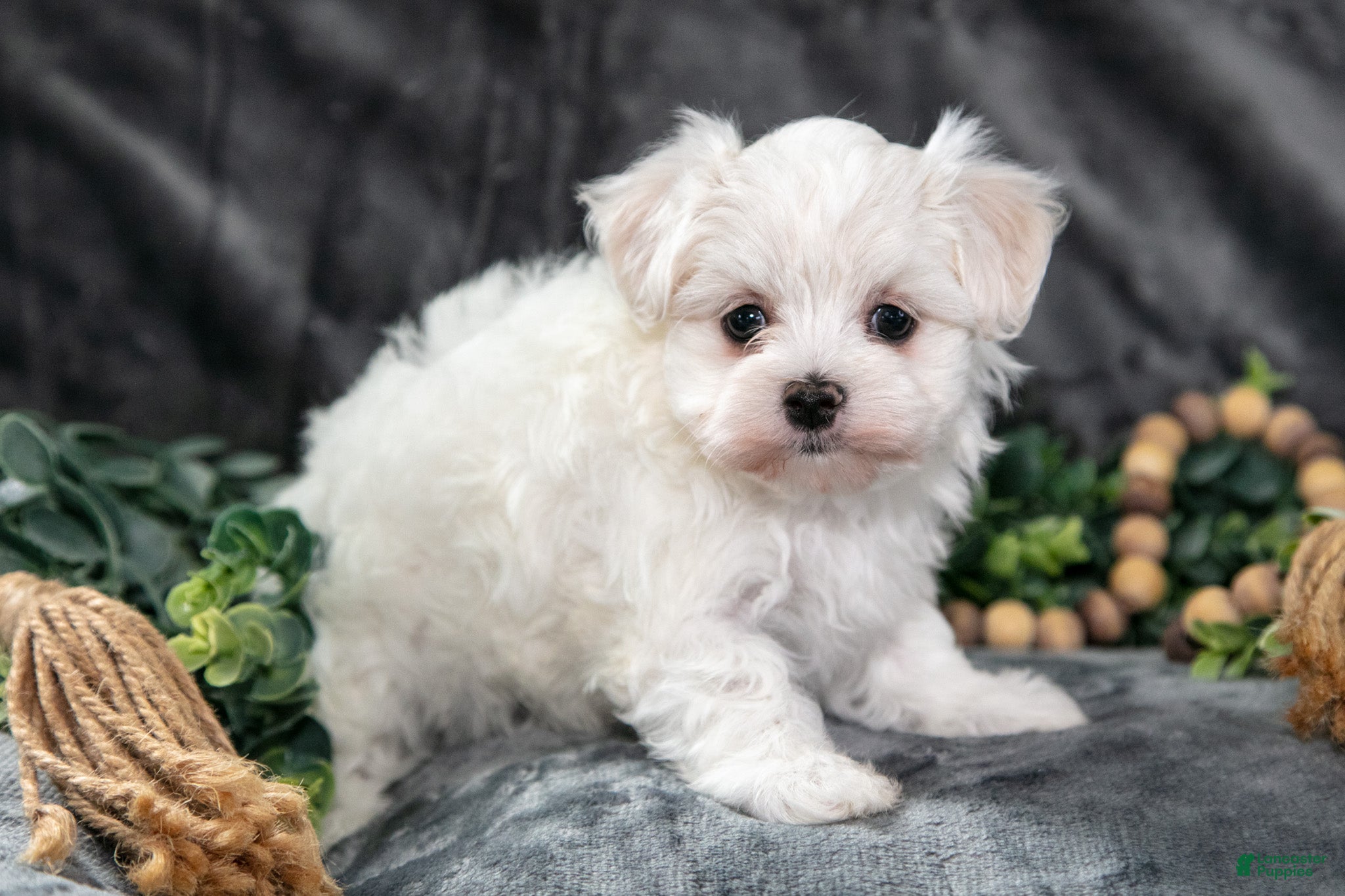 Maltese dogs Amber - Ad 2