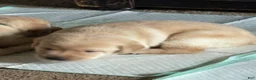 Labrador Retriever dogs for sale: Lilly - Ad 2