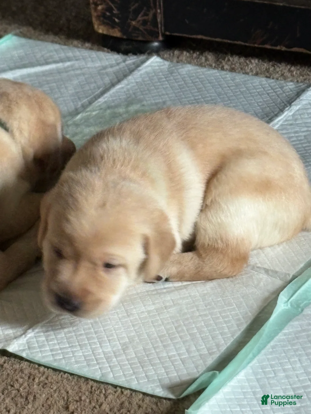 Labrador Retriever dogs for sale: Lilly - Ad 2